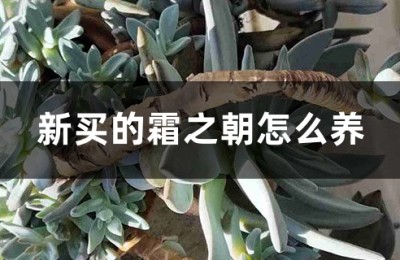 霜之朝