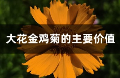 大花金鸡菊