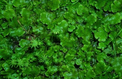 地钱是什么植物（地钱长什么样子图片）