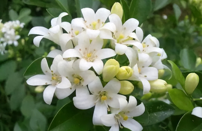 夜来香什么季节开花，夜来香的药用和观赏价值有哪些？