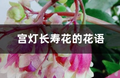 宫灯长寿花