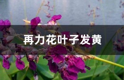 再力花