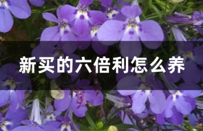 六倍利