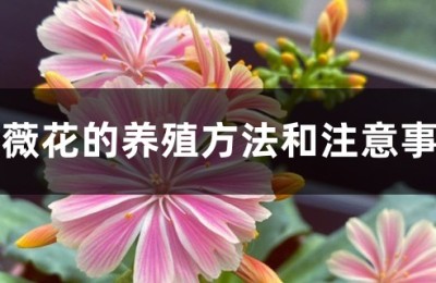 露薇花