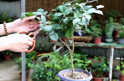 茶花开完花以后怎么修剪，茶花开后的修剪方法