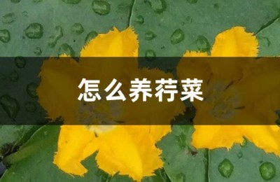 荇菜