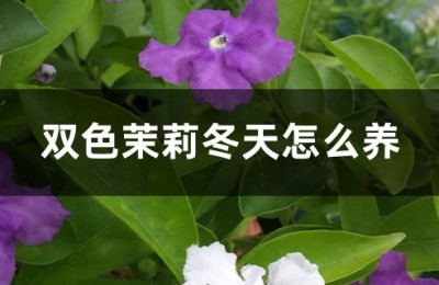 双色茉莉