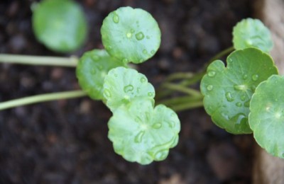 铜钱草烂根怎么办