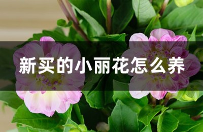 小丽花