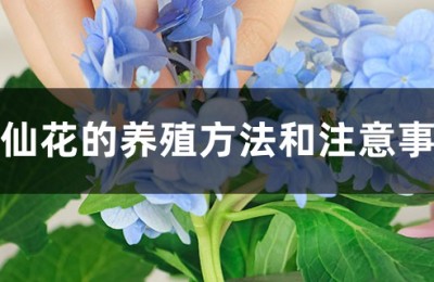 八仙花