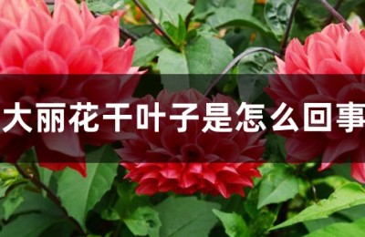 大丽花