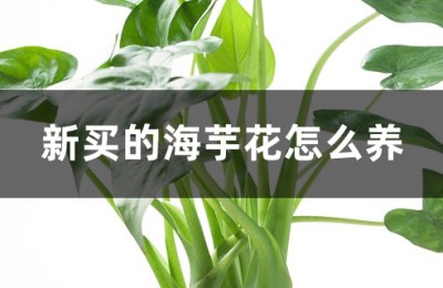 海芋花