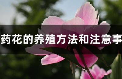 芍药