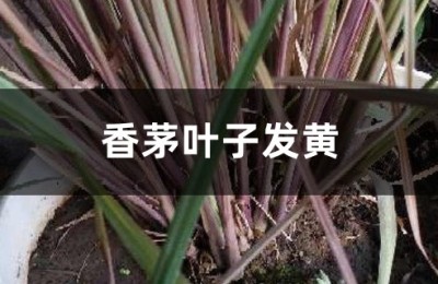 香茅