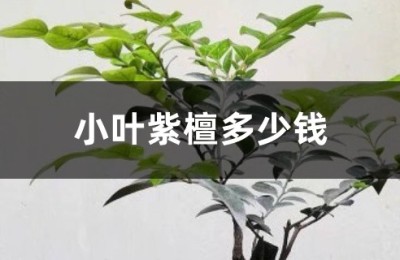 小叶紫檀