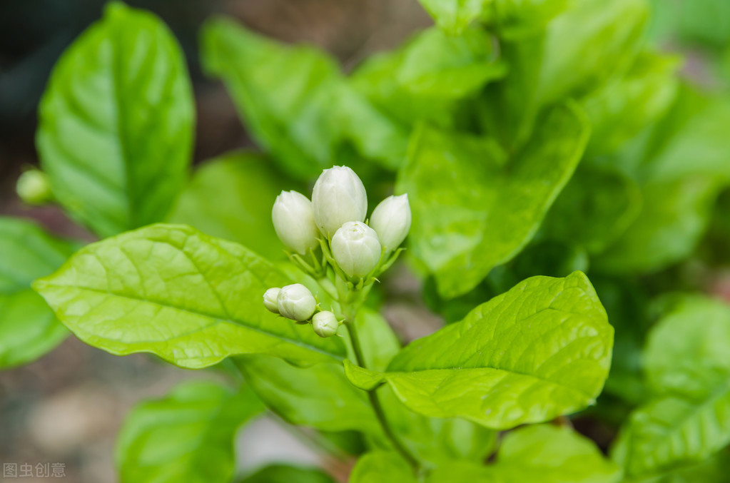 茉莉花开花就掉怎么回事？茉莉花容易掉花苞原因及解决办法插图3