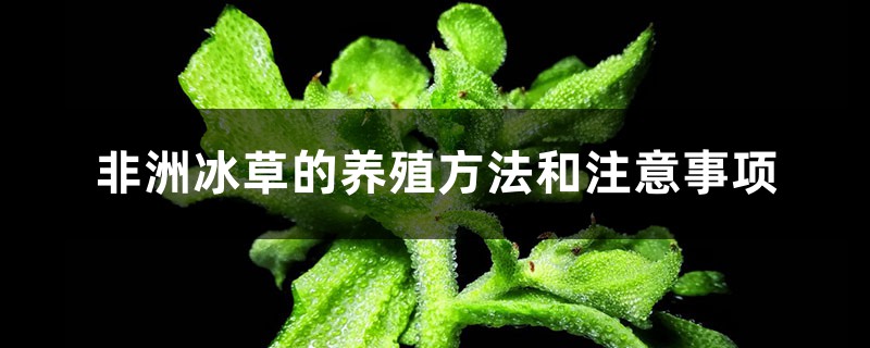 非洲冰草插图