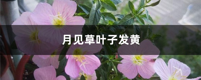 月见草插图