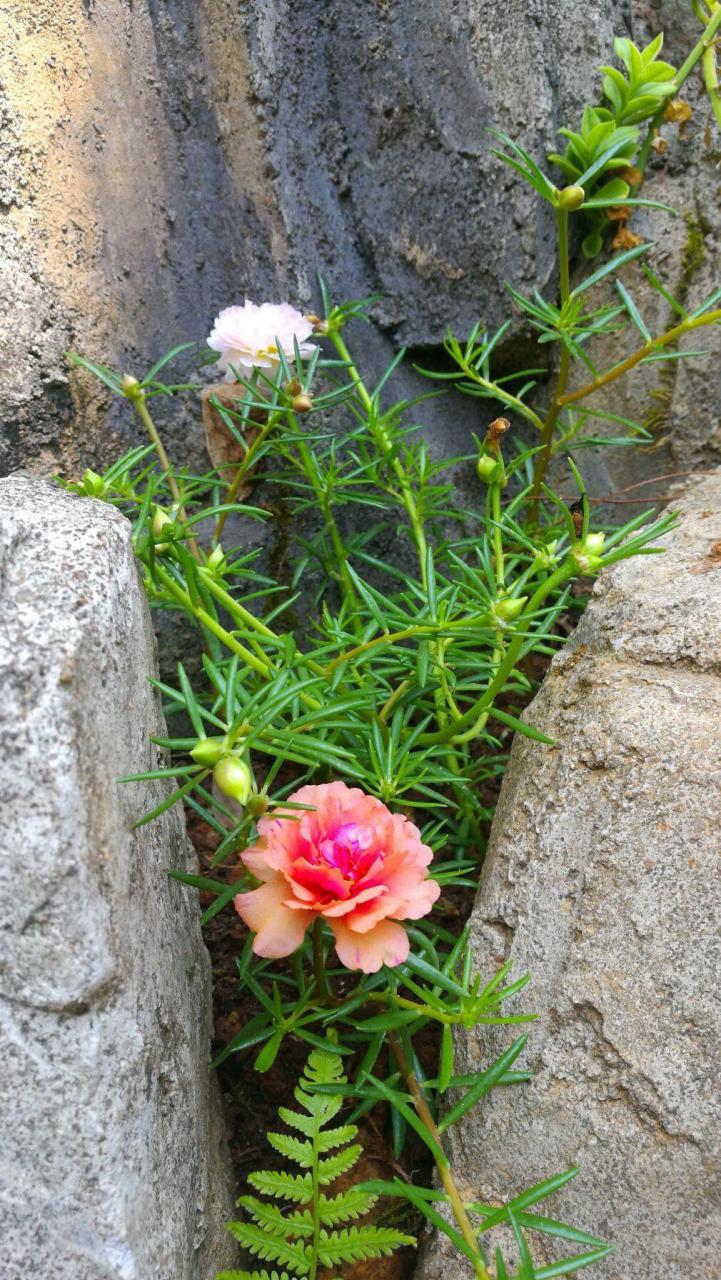 太阳花是不是向日葵（太阳花和向日葵是同一种植物吗）插图1