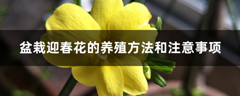 迎春花插图