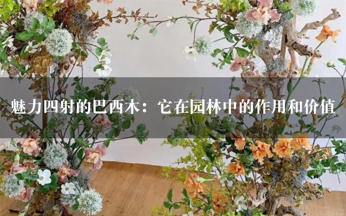 魅力四射的巴西木：它在园林中的作用和价值插图