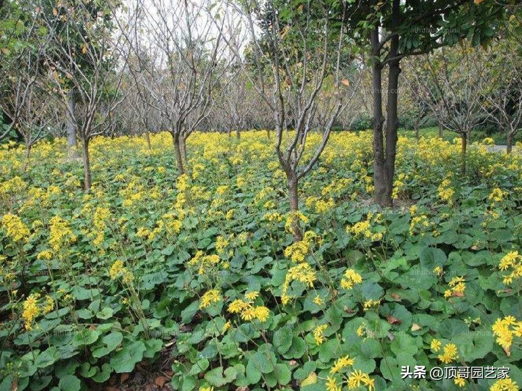 院子背阴的地方适合种什么（适合庭院种植的6种耐阴植物推荐）插图12