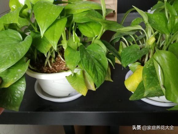 植物烂根最好的处理方法（植物的烂根原因和治疗方法总结）插图1