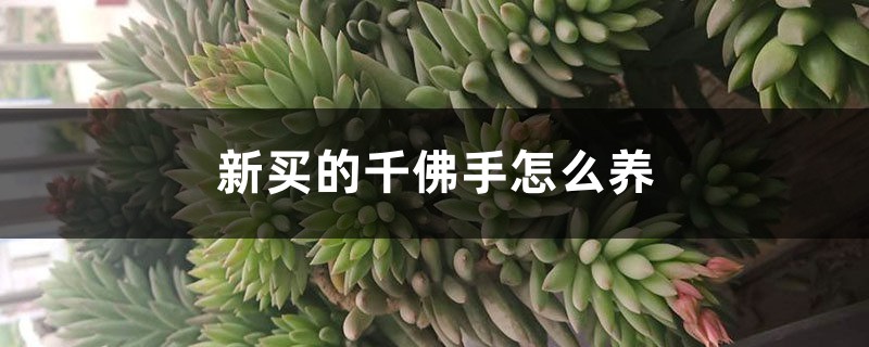 佛手插图