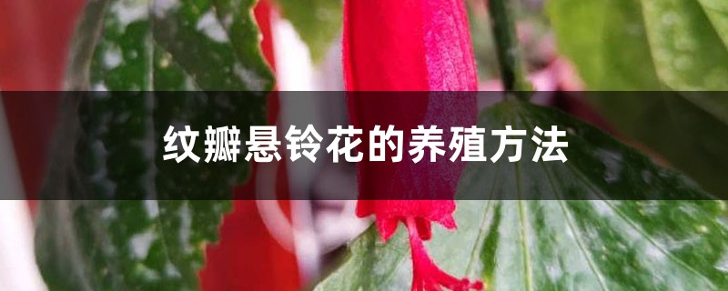 悬铃花插图