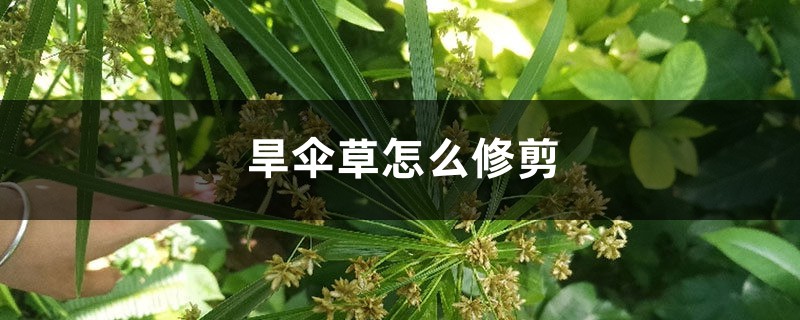 旱伞草插图