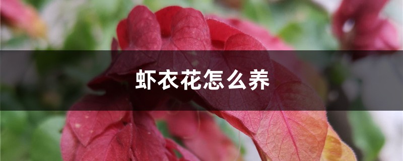 虾衣花插图