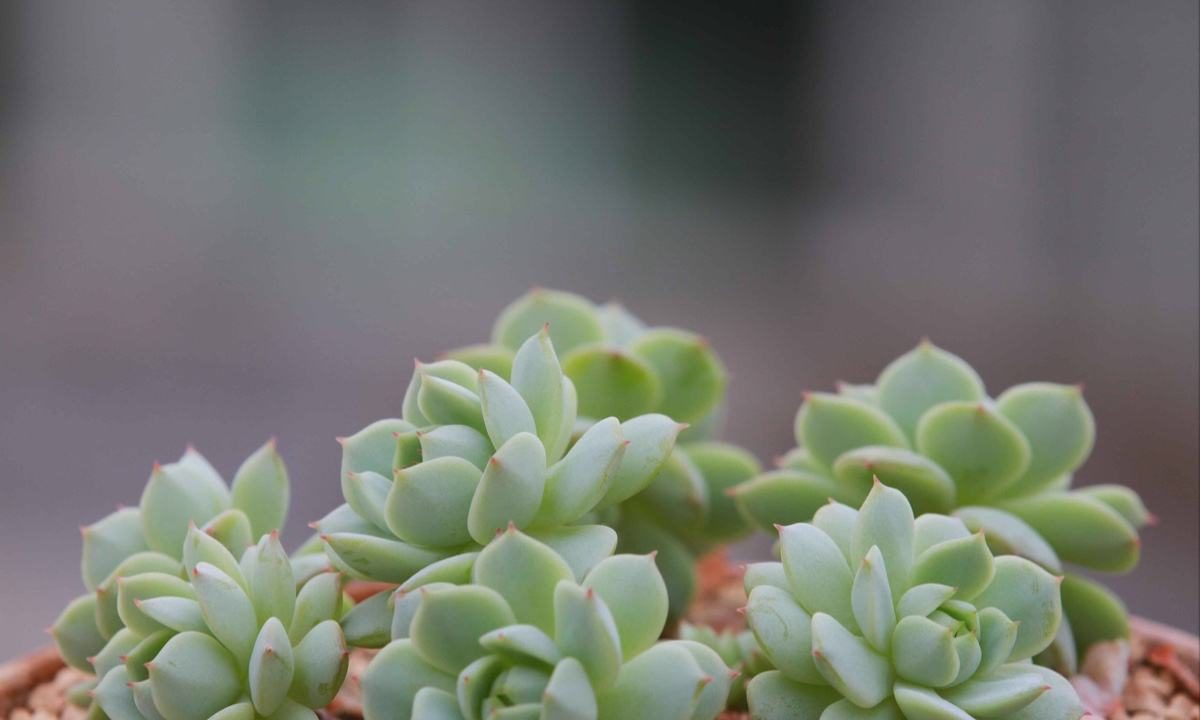 多肉根部腐烂了怎么救，多肉植物根部腐烂原因及解决办法插图