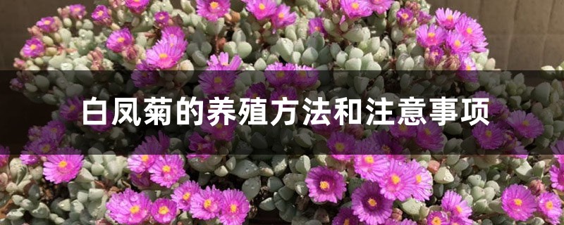 白凤菊插图