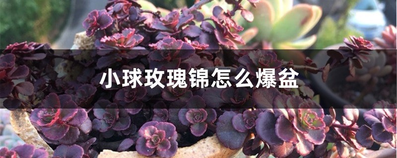 小球玫瑰插图