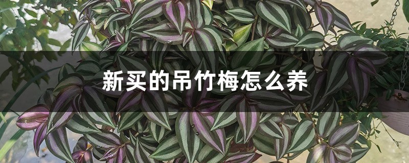 吊竹梅插图