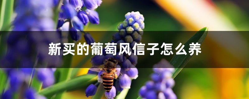 葡萄风信子插图