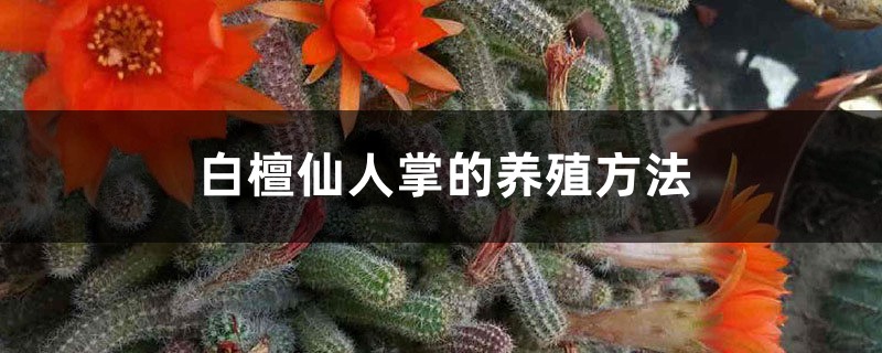 白檀仙人掌插图