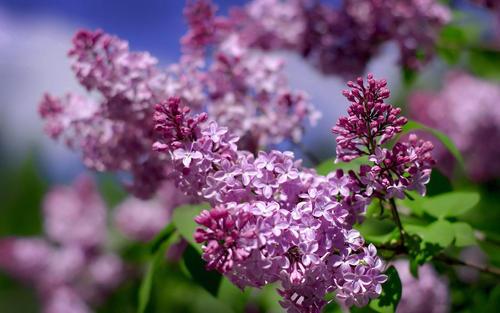 丁香是什么样子的（丁香花图片和资料介绍）插图4