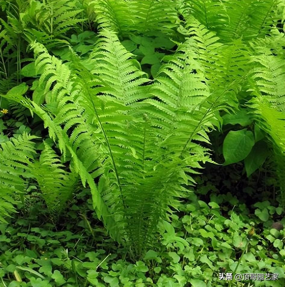 院子背阴的地方适合种什么（适合庭院种植的6种耐阴植物推荐）插图17