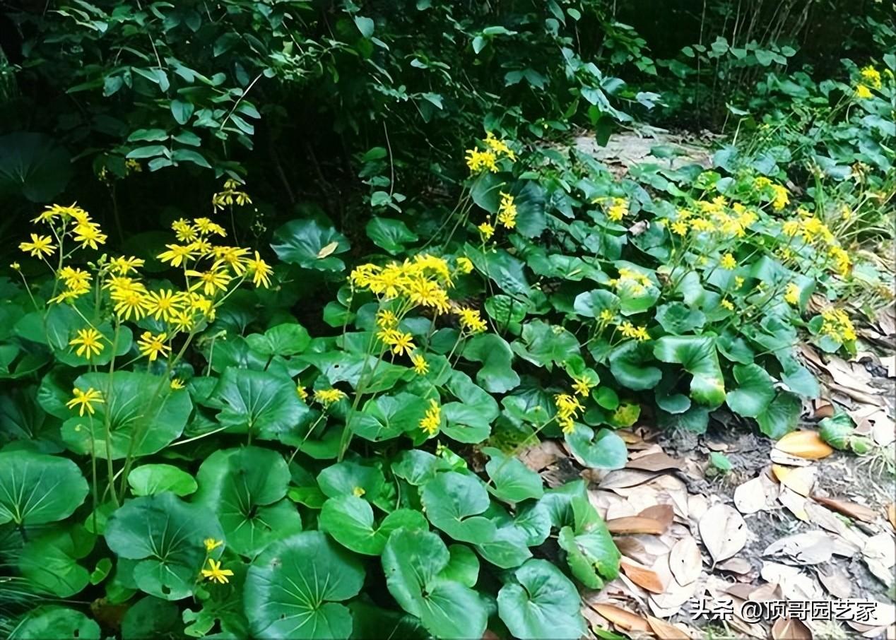 院子背阴的地方适合种什么（适合庭院种植的6种耐阴植物推荐）插图11