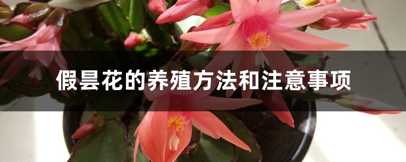 假昙花插图