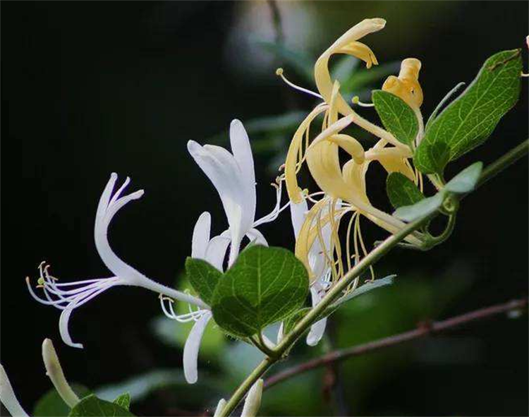 金银花的花朵为什么会变色（金银花变色的原因）插图