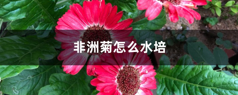 非洲菊插图