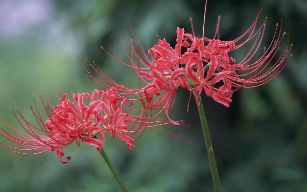 彼岸花的寓意和花语（关于彼岸花的故事和传说）插图3