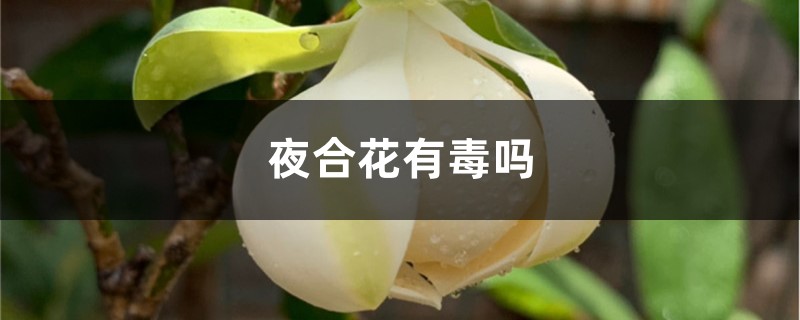 夜合花插图