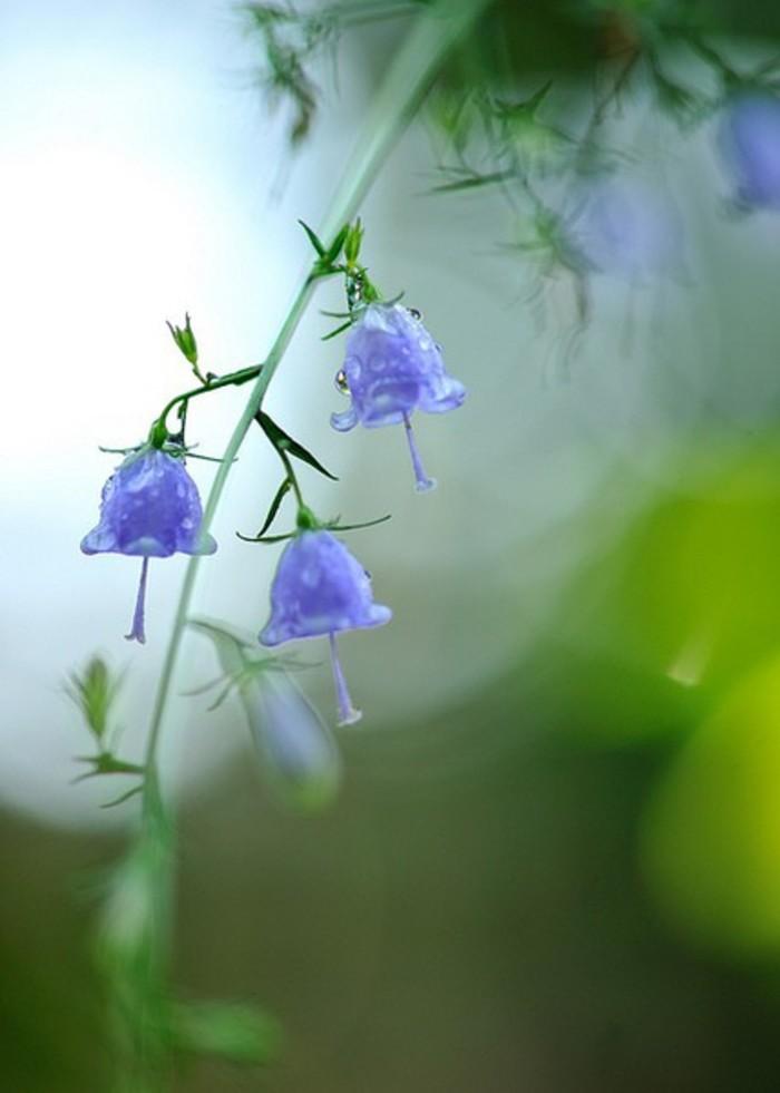 风铃草的花语和寓意：每一个花瓣都有故事插图