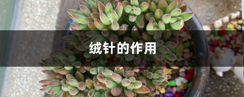 绒针插图