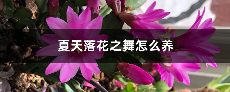 落花之舞插图