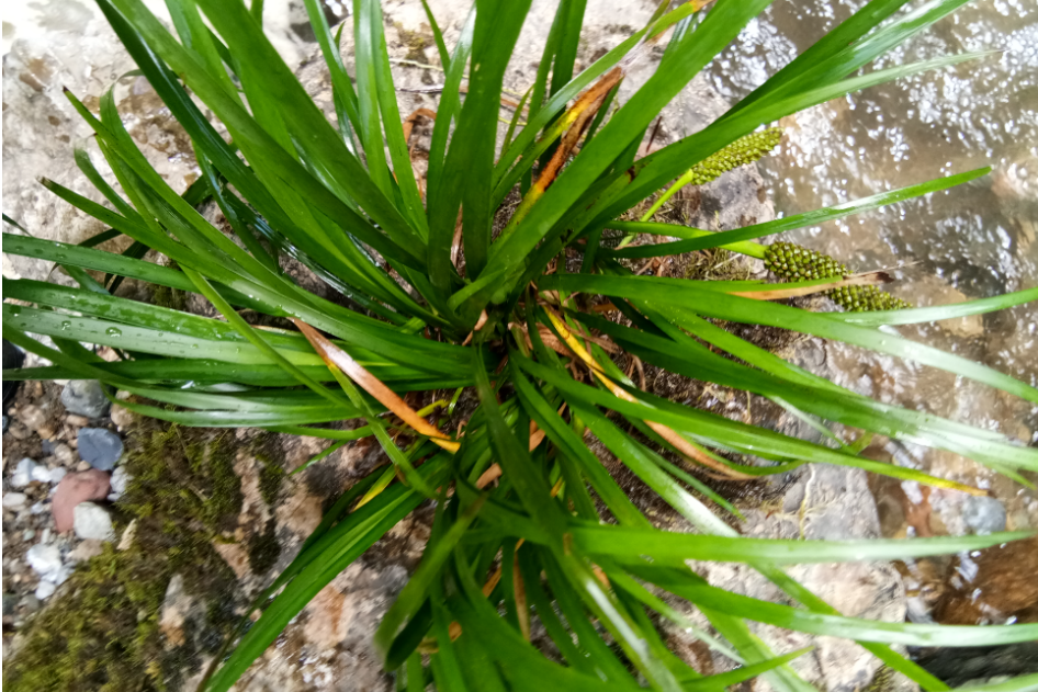 菖蒲是什么植物它真的有毒吗，菖蒲草有什么功效？插图4