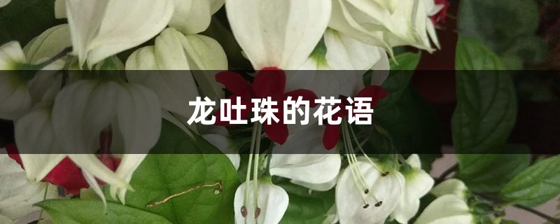 龙吐珠插图